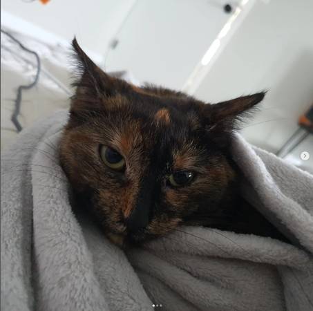 Lost Cat63844234584961122