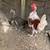 Rooster 1 thumbnail