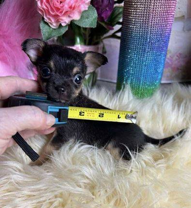 Chihuahua puppiesHealthy 1