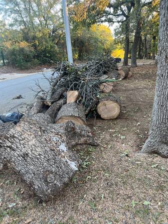tree cutting removal trees 1