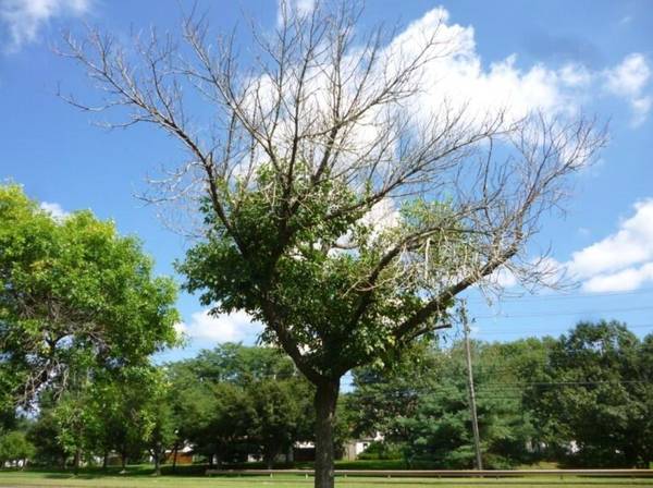 A$H TREE REM0VAL 1