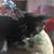 CUTE KITTENS  LOOKING FOR FOREVER HOME 2 thumbnail