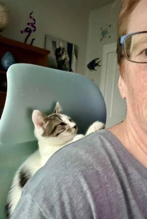 Lost Cat- ***REWARD $300*** (Millersburg)63839339945219124