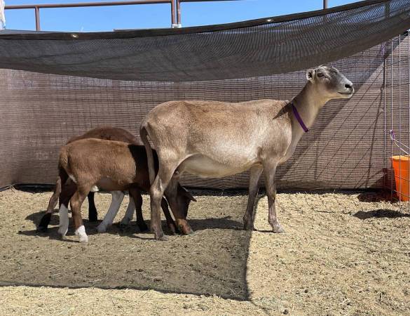 Registered Katahdin Sheep, Breeding Pair 1
