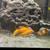 African Cichlids, Red Zebras 4 thumbnail