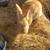Flemish Rabbit Pet 1 thumbnail