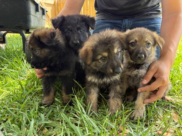 Cachorros de Pastor Alemán63622345891971121