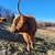 Scottish highlander cow 2 thumbnail