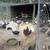 Laying hens pullets chickens ducks geese turkeys goats 7 thumbnail