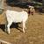 Boer buck 1 thumbnail