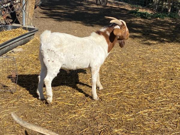 Boer buck 1