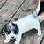 AKC chocolate dapple  piebald female 1 thumbnail