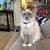 Siamese birman 1 thumbnail