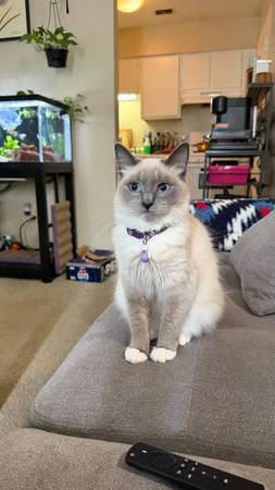 Siamese birman 1