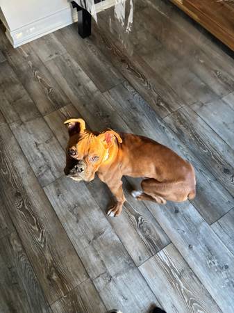 6 month old boxer (Lemon grove)63955993383554120