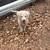 Great Pyrenees Puppy 3 thumbnail