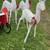 Santa sleigh 2 thumbnail