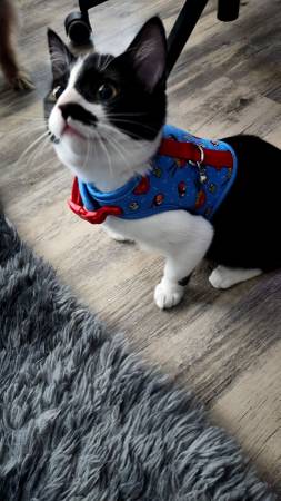 Female tuxedo cat (Rancho Cordova)63848873953281120