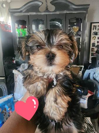Yorkie puppy 1