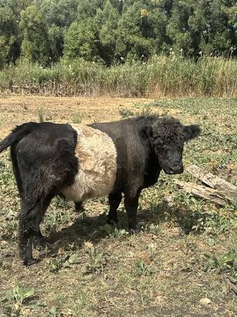 Bull 1