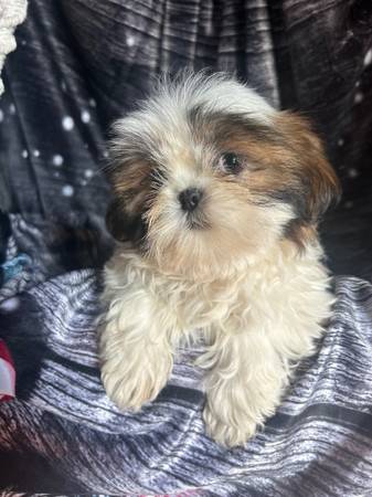 Shih Tzu make great lap dog 1