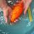 8” Goldfish 3 thumbnail