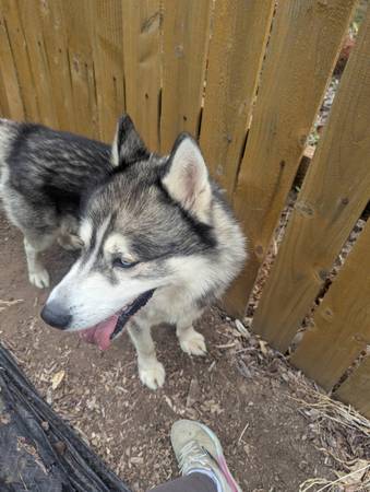 Male Husky 1