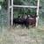 Purebred Katahdin Hair Sheep Looking For New Pastures 8 thumbnail