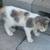 FREE Mother Cat & Two grown Kittens 8 thumbnail