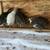 Quail coturnix 3 thumbnail