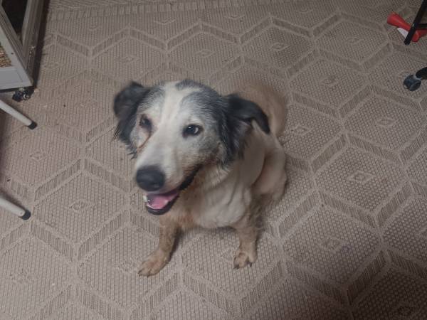 Free Pyrenees mix (Roland)