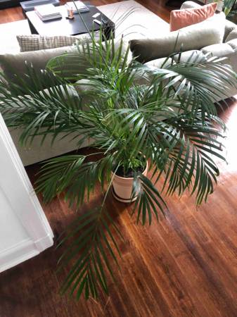 Large Areca Palm Tree – 45" tall 1