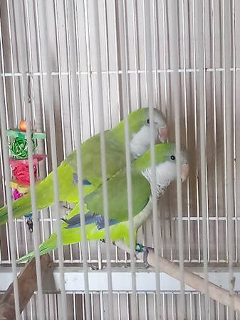 Quaker parrot pair 1