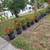 Manuel Landscaping 16 thumbnail