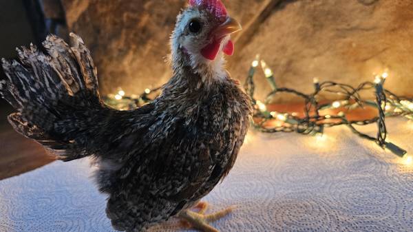 Serama bantam chickens 1