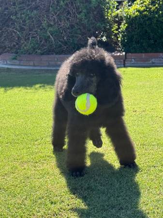 Cachorros de Poodle Estándar (Bakersfield)64014696351491120