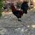 Gallos,roosters,gamefowl 9 thumbnail