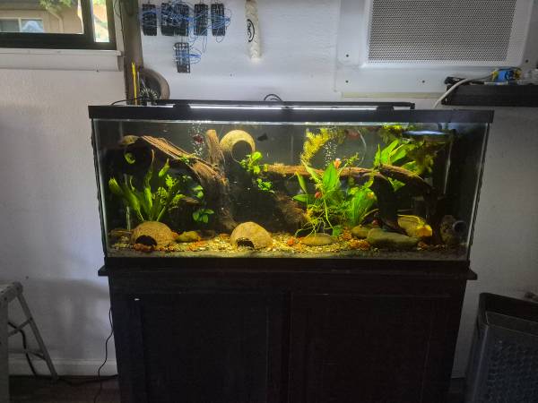 Aqurium 1