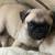 Looking for a for a  forever home. Pugs girls 3 thumbnail