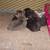 kittens  ready for adoption now 1 thumbnail