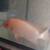 Red devil cichlid 2 thumbnail