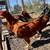 2 Roosters 2 thumbnail