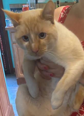 Dulce gato macho de un año que necesita un buen hogar
