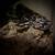 VPI Axanthic YB Ball Python 2 thumbnail