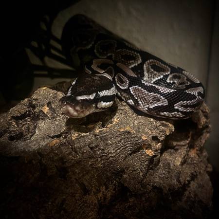 VPI Axanthic YB Ball Python (Benton)63688376473089121