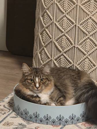 Reubicación de gato (Pasco)