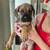 Cane Corso 4 thumbnail