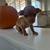 Teacup Chihuahua 2 thumbnail