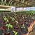 Warrenton Plants Nursery Nurseries 1 thumbnail