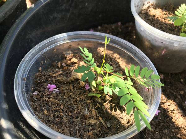 Arbolitos de guajes en venta. (oakland east)